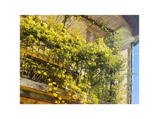 Ca. 10 m² große überdachte Terrasse mit Blick ins Grüne