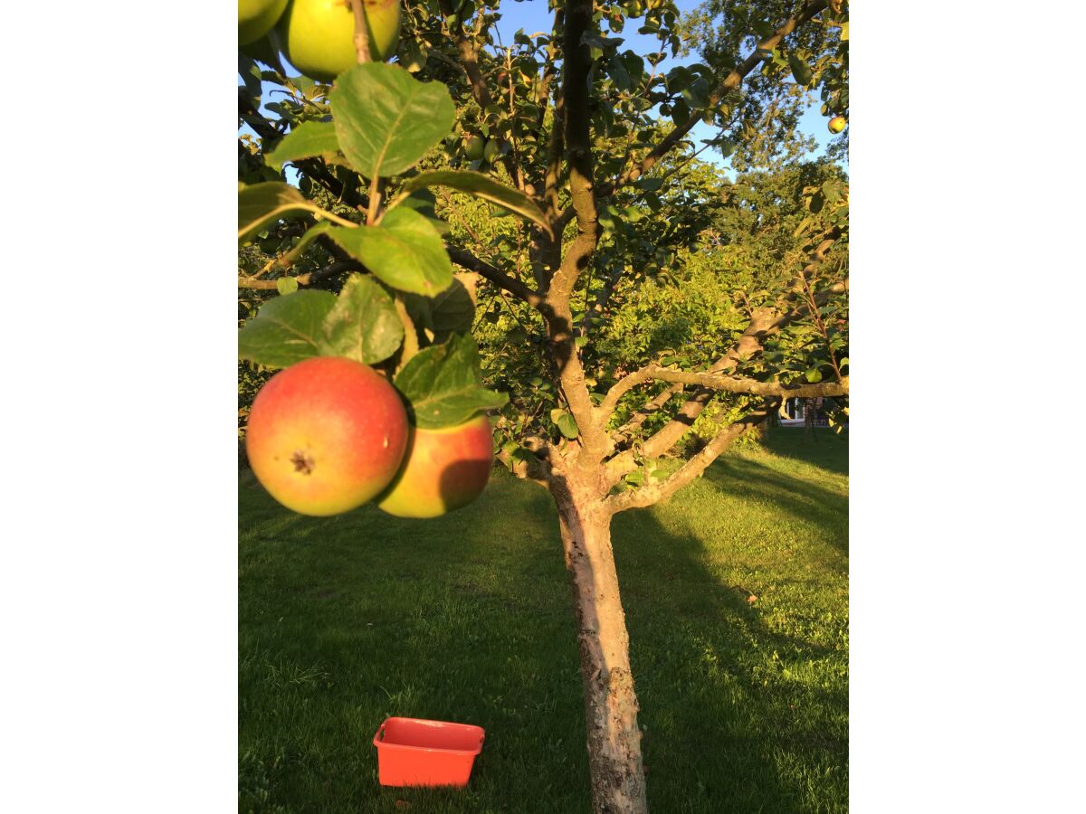 auf der Obstwiese wachsen köstliche Äpfel