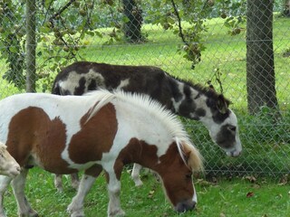 Eseldame "Luna"  und Pony "Futzi"