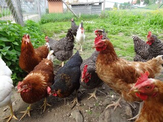 Unsere Hühnerschar