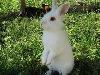 Sissi, das neugierige Häschen