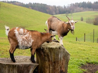 Zwergziegen lieben es zu klettern