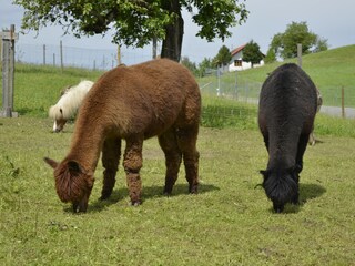 Alpakas sind so wunderschön anzusehen