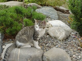 Katze im Garten