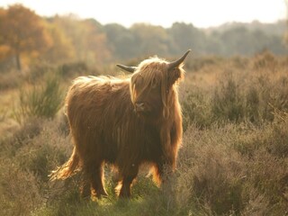 Ferienpark Groesbeek Umgebung 28