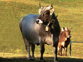 Appartamento per vacanze Mittelberg Ambiente 32