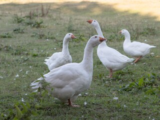 Goose "Paul" with his entourage