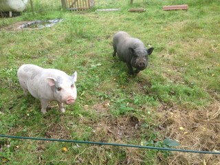 Our pigs Piggy and Pelé