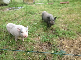 Unsere Schweine Piggy und Pelé