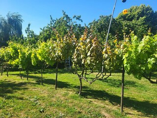 Vakantiehuis Montjean-sur-Loire Omgeving 32