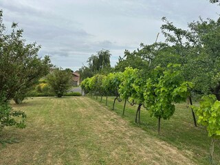 Vakantiehuis Montjean-sur-Loire Omgeving 33