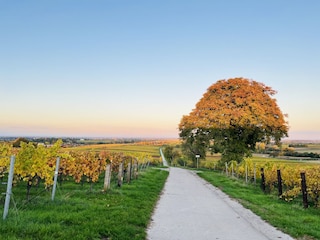 Nice walk in the vineyards