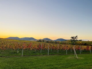 Holiday apartment Landau Environment 19