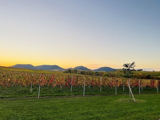 Vines and mountains