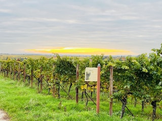Ferienwohnung Landau Umgebung 20