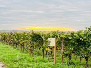 Holiday apartment Landau Environment 20