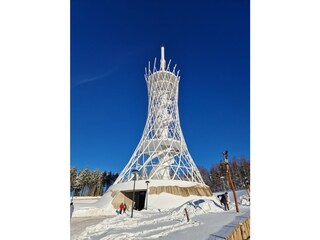 Größter Hexenbesen im Harz