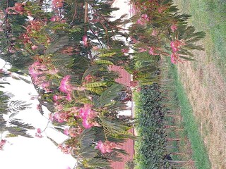 Zugang in die Weinreben