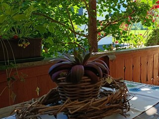 Terrasse 4