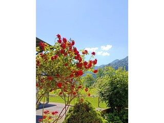 Garten 3