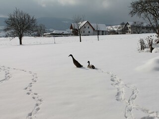 Postls Hirschbirnhof_Gänse_Oststeiermark
