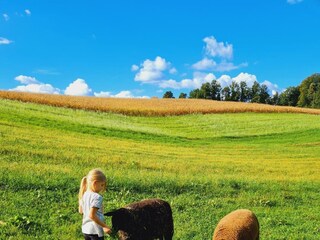 Postl´s Hirschbirnhof_Anne & Schafe_Oststeiermark