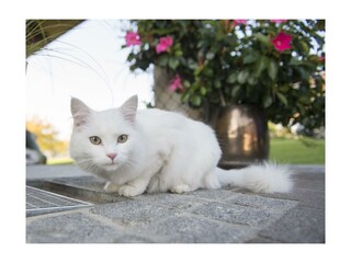 Postl´s Hirschbirnhof_Katze Coco_Oststeiermark