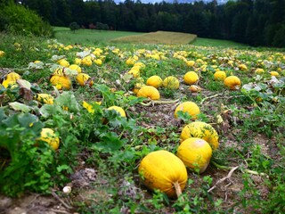 Postl´s Hirschbirnhof_Kürbisse_Oststeiermark