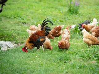 Postl´s Hirschbirnhof_Hühnerscharr_Oststeiermark