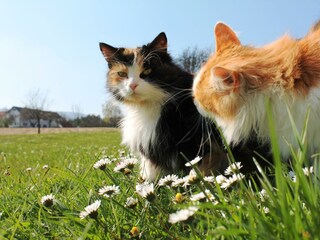 Postl´s Hirschbirnhof_Ilvy&Garfield_Oststeiermark