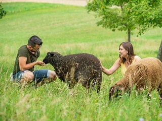 Postl´s Hirschbirnhof_Schafe_Oststeiermark
