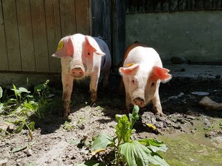 Schweine