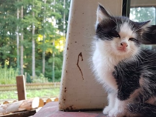 Katze