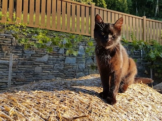 Agrocat