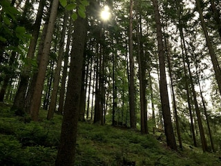 Im Wald