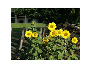 Sonnenblumen