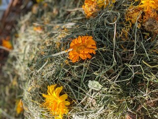 Ringelblumen im Almenland Kräuterheu