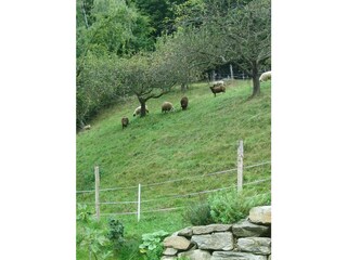 Ferienhaus Grabenhansl Terrassen (7)