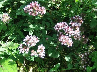 Ferienhaus Grabenhansl Natur & Menschen (1)