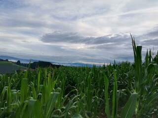 Ferienhaus Grabenhansl Natur & Menschen (21)