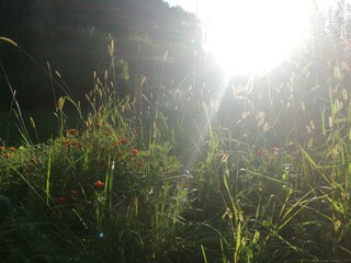 Ferienhaus Grabenhansl Natur & Menschen (81)