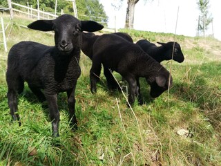 Ferienhaus Grabenhansl Natur & Menschen (148)