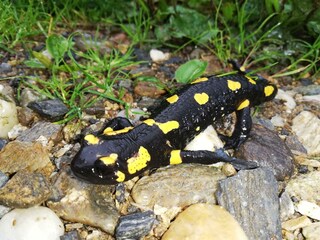 Ferienhaus Grabenhansl Natur & Menschen (166)