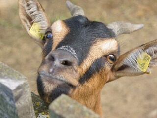 FW/UaB König_Hausziege_Oststeiermark