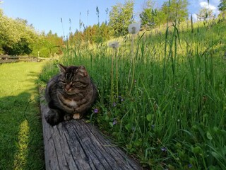 Jessy, wartet auf Streicheleinheiten