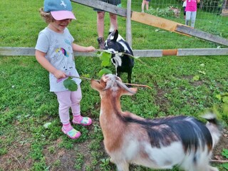Mit Zwergziegen Freundschaft schließen