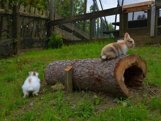 Flinke Zwergkaninchen