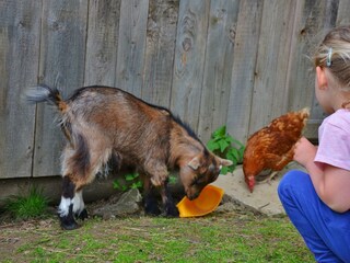 Neugierige Vierbeiner und glückliche Hühner