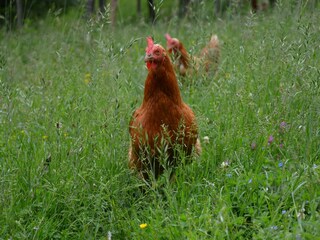 Glückliche Hühner = leckeres Frühstücksei