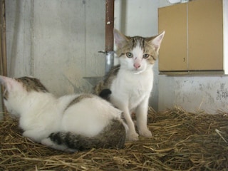 Katzen